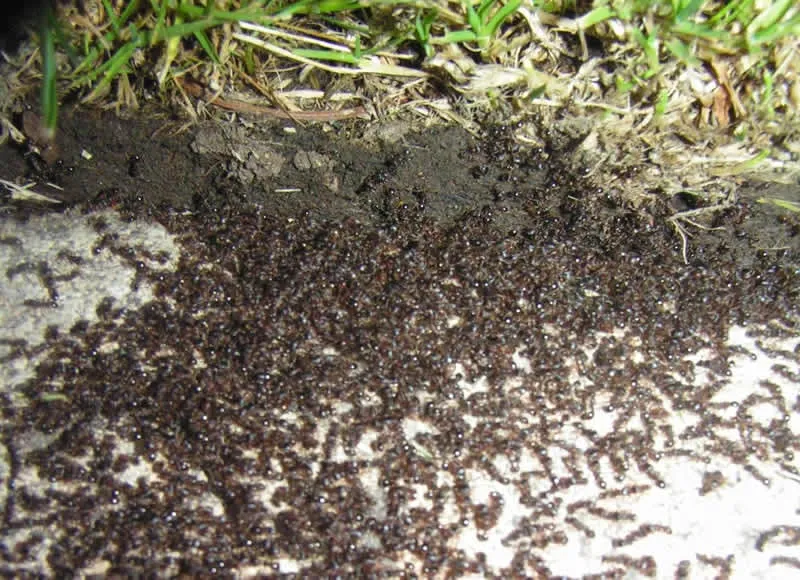 Expert lawn care service in Carlsbad, NM - Advanced Pest & Weed Management