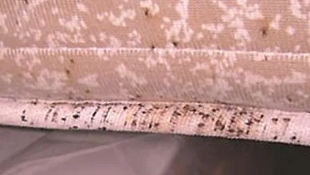 Reliable lawn mowing service experts serving Carlsbad, NM - Advanced Pest & Weed Management