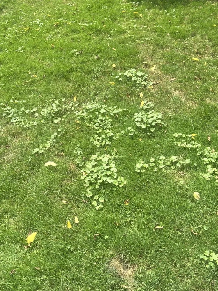 Reliable yard maintenance in Richfield, OH by Advanced Quality Lawn