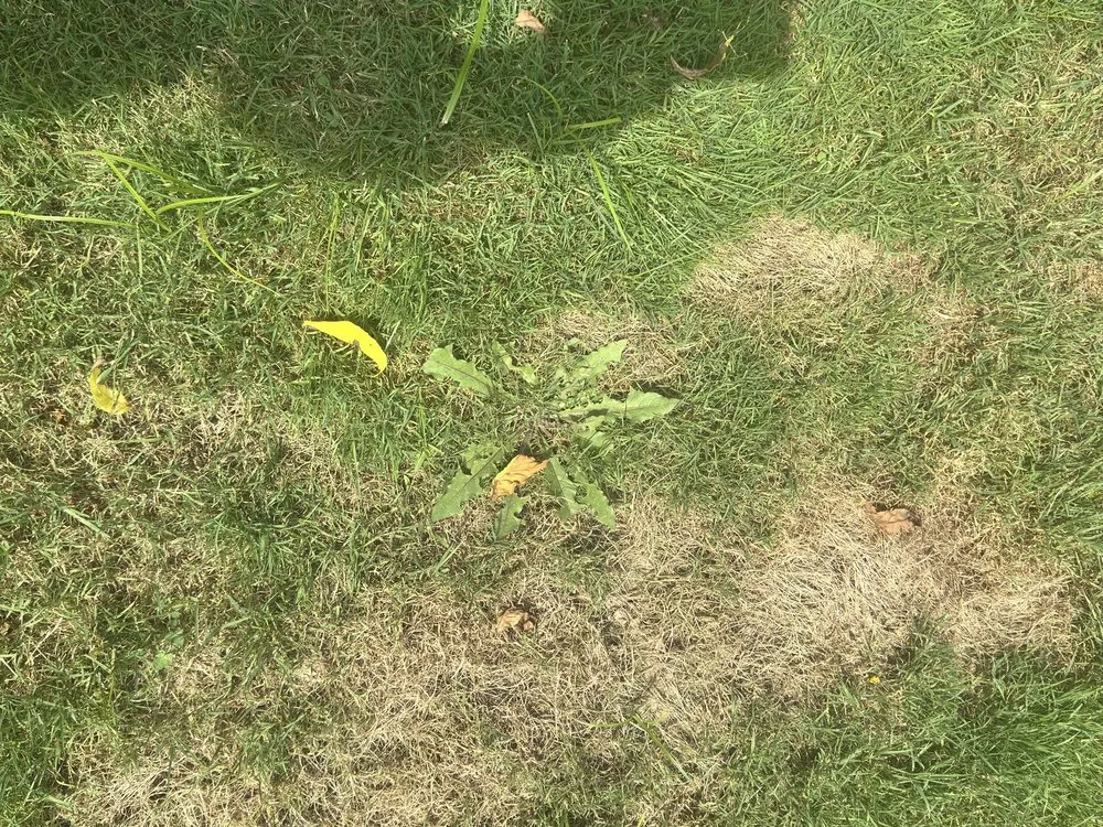 Reliable outdoor landscaping experts serving Richfield, OH - Advanced Quality Lawn