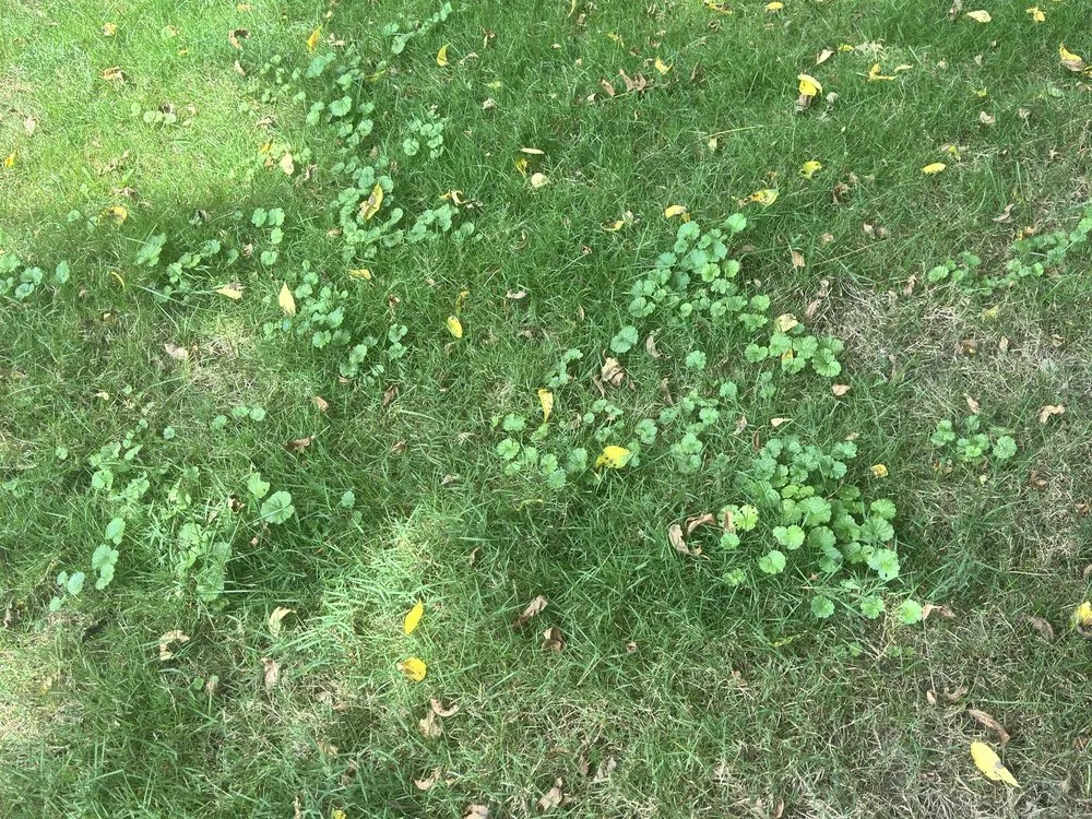 Custom lawn mowing service in Richfield, OH by Advanced Quality Lawn