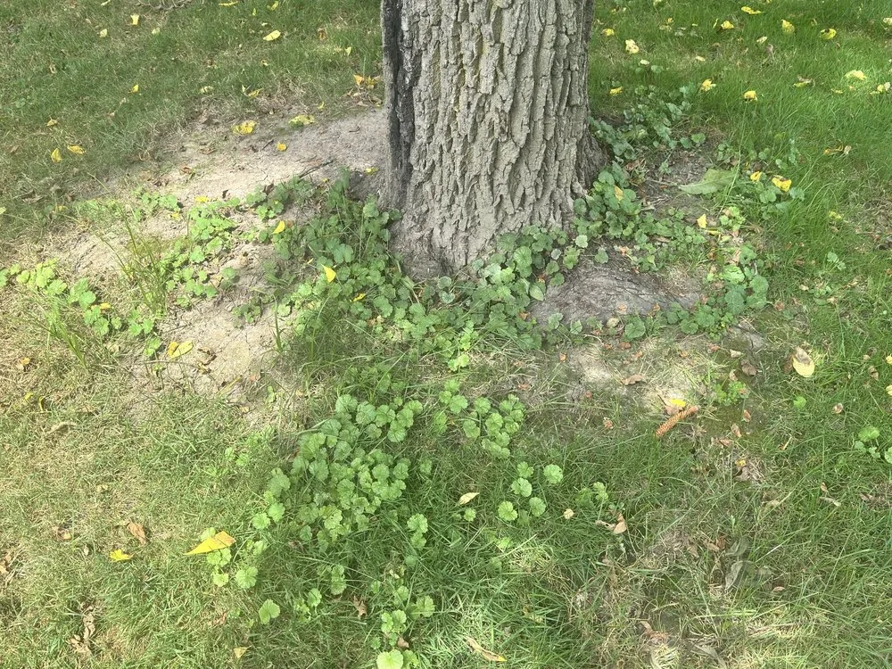 Trusted landscape design for residential properties in Richfield, OH by Advanced Quality Lawn