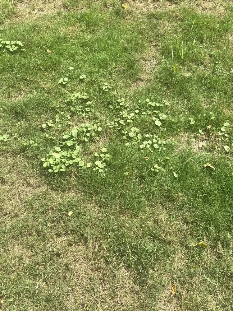 Local yard maintenance in Richfield, OH - Advanced Quality Lawn