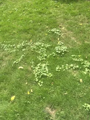 Advanced Quality Lawn