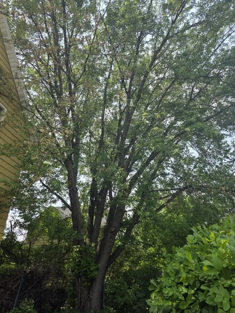 Expert lawn mowing service in Virginia, MN - Advanced Tree Care And landscaping