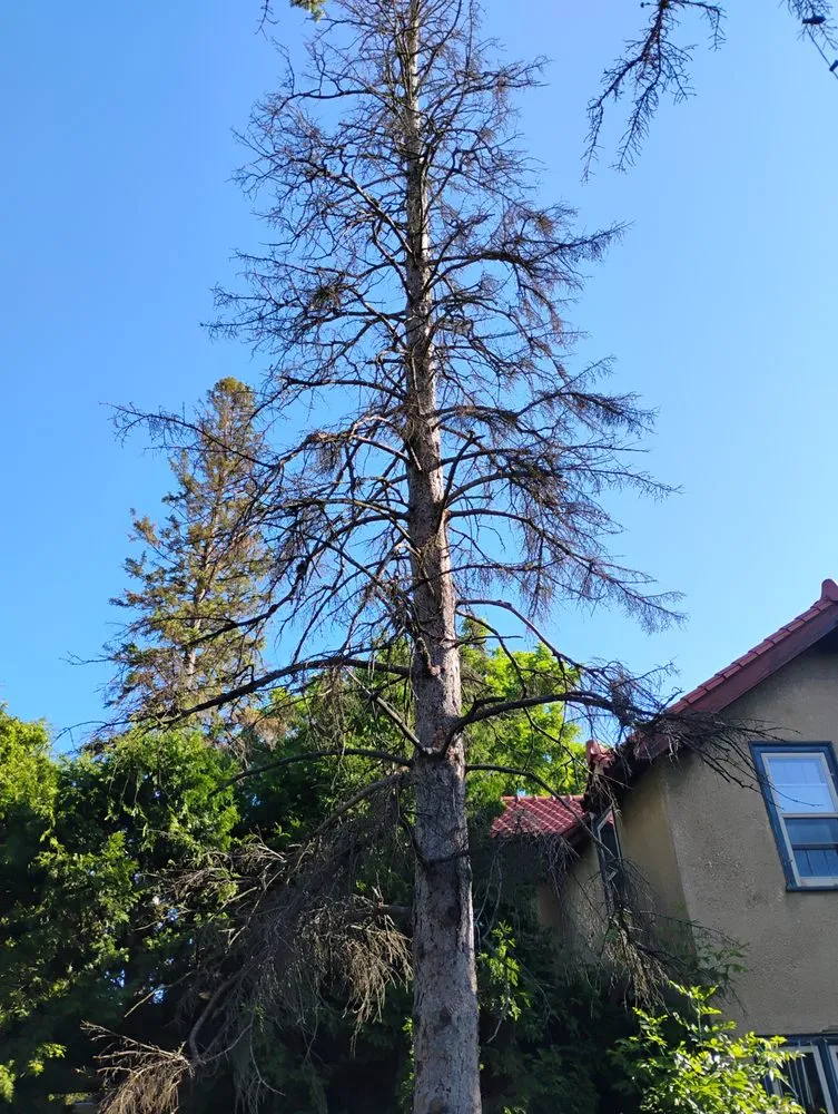 Top-rated lawn mowing service in Virginia, MN - Advanced Tree Care And landscaping