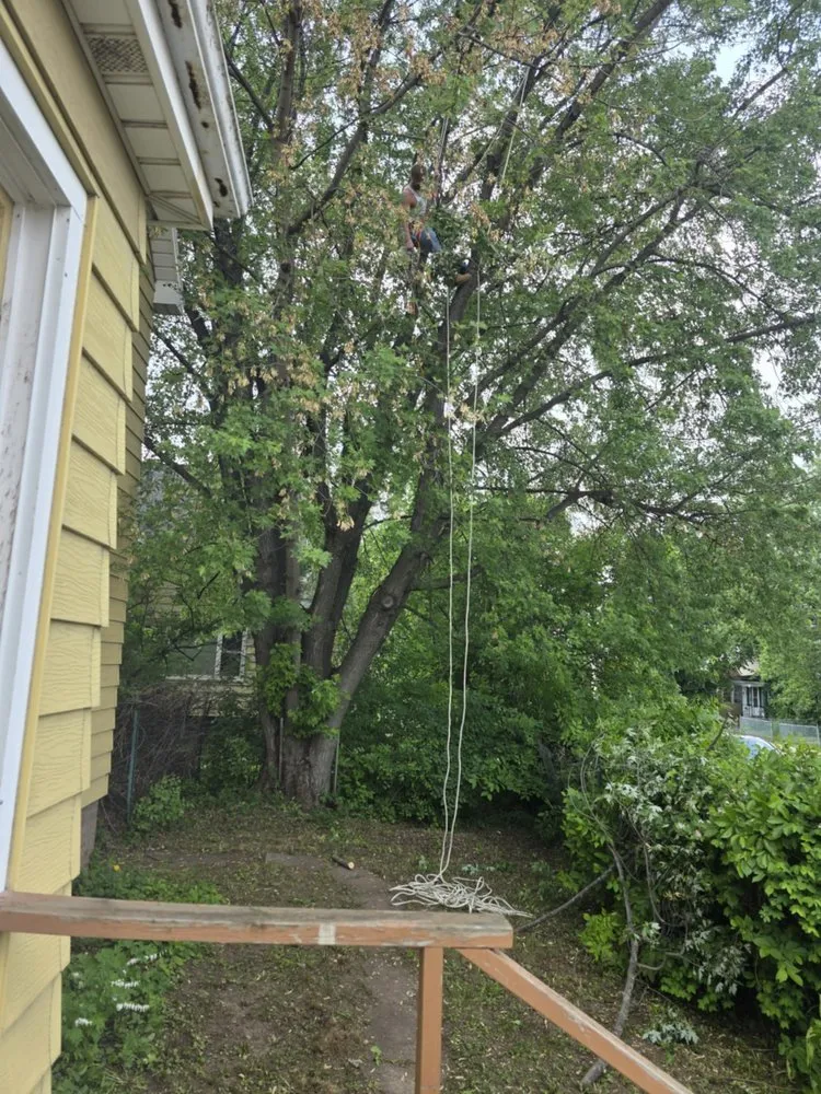 Professional yard maintenance in Virginia, MN - Advanced Tree Care And landscaping