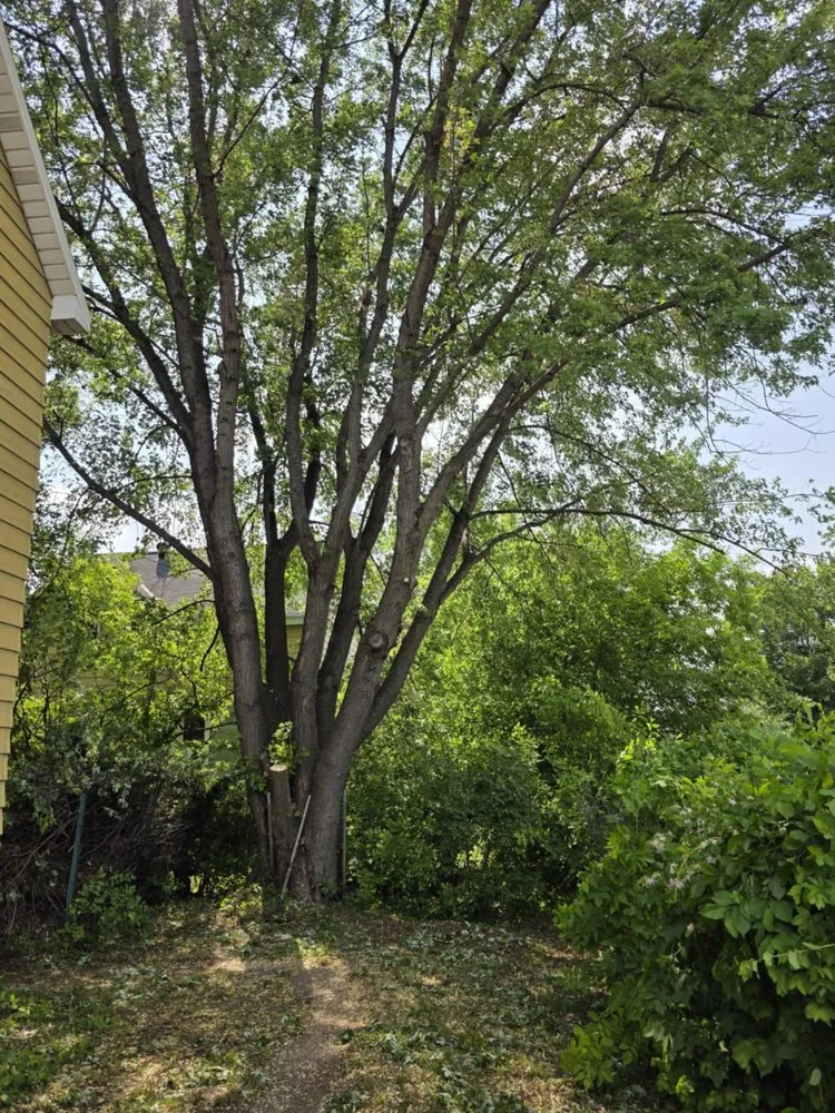 Expert lawn care service experts serving Virginia, MN - Advanced Tree Care And landscaping