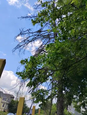 Advanced Tree Care And landscaping