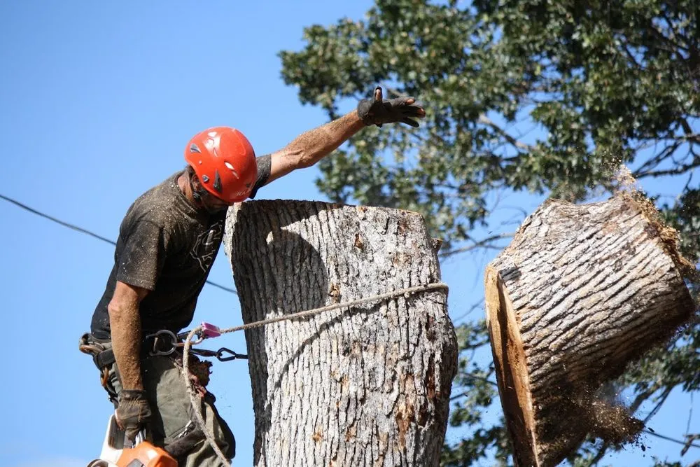 Affordable landscaping services for year-round maintenance in Roseburg, OR by Advanced Tree Service & Landscaping