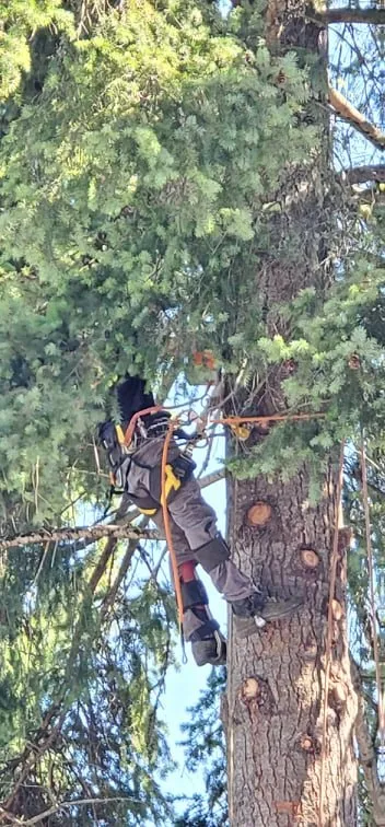 Custom residential landscaping in Roseburg, OR by Advanced Tree Service & Landscaping