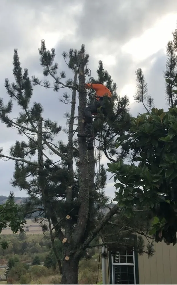 Top-rated residential landscaping experts serving Roseburg, OR - Advanced Tree Service & Landscaping