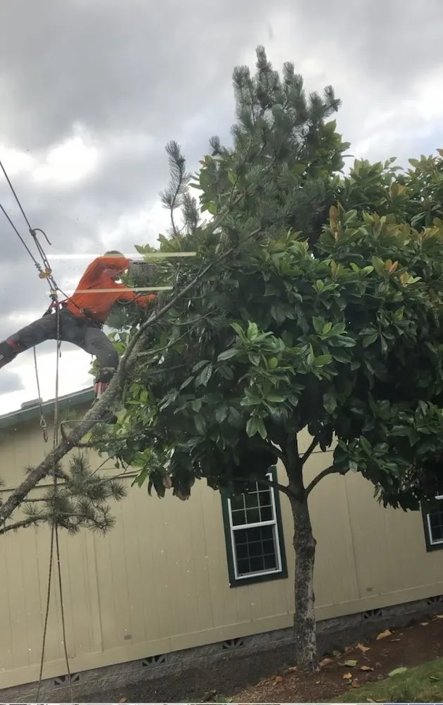 Top-rated lawn care service in Roseburg, OR by Advanced Tree Service & Landscaping