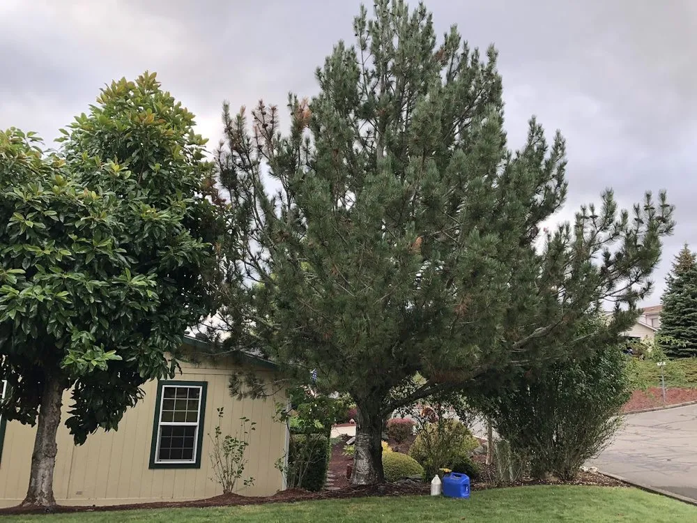 Professional lawn care service experts serving Roseburg, OR - Advanced Tree Service & Landscaping