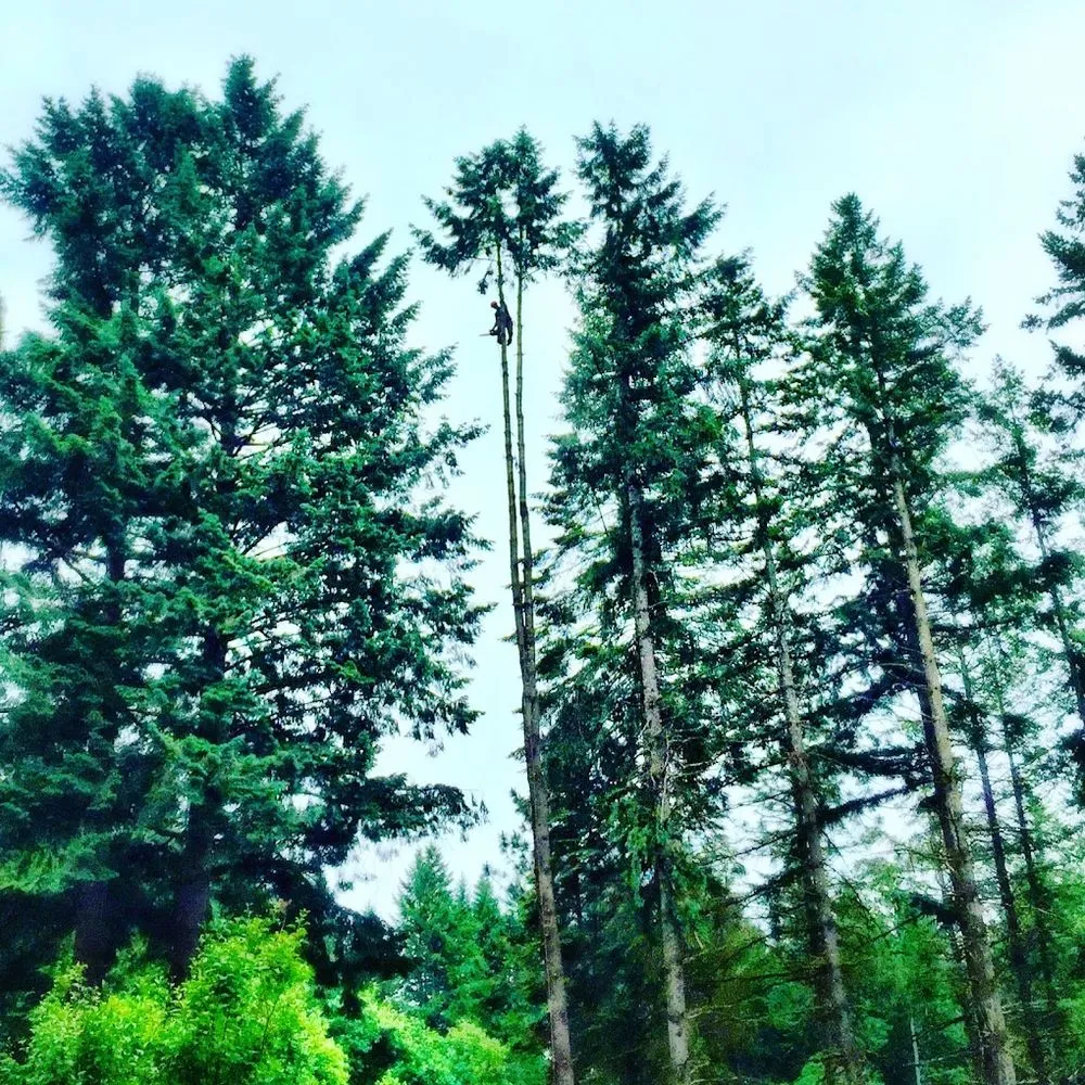 Top-rated yard cleanup service in Roseburg, OR - Advanced Tree Service & Landscaping