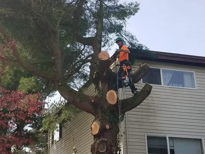 Affordable yard maintenance in Morton, WA - Advanced tree service and Landscaping