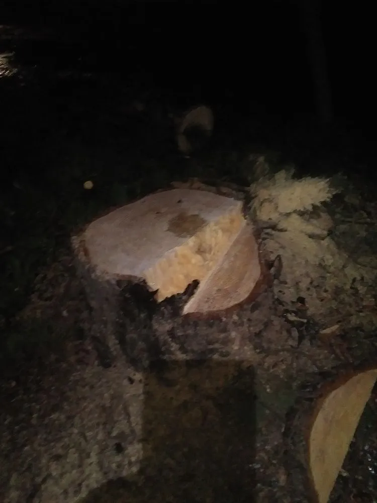 Reliable garden landscaping experts serving Morton, WA - Advanced tree service and Landscaping