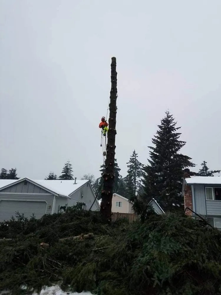 Expert yard maintenance near you in Morton, WA by Advanced tree service and Landscaping
