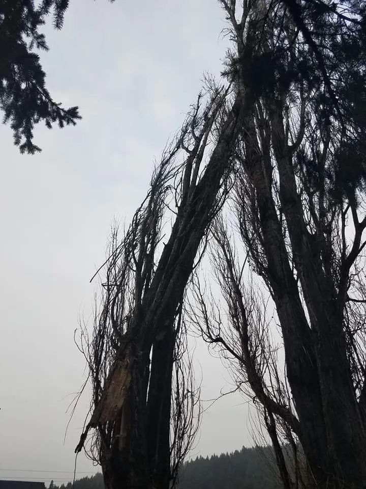 Top-rated landscape installation with custom design across Morton, WA - Advanced tree service and Landscaping