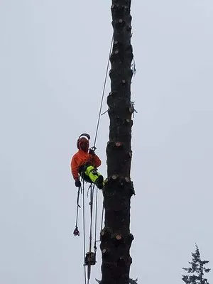 Advanced tree service and Landscaping