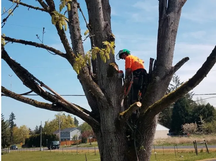 Local landscape design in Puyallup, WA by Advanced Tree Service and Landscaping