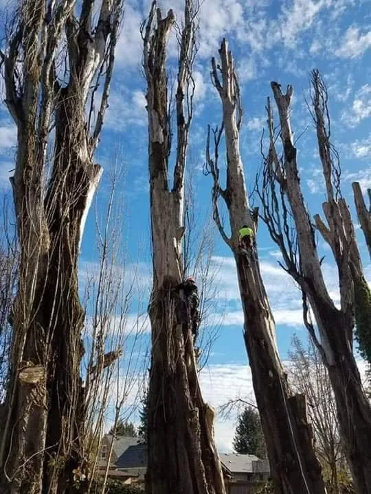 Expert garden landscaping near you in Puyallup, WA by Advanced Tree Service and Landscaping