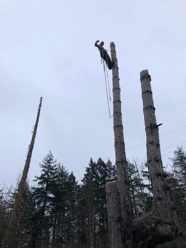 Reliable landscaping services experts serving Puyallup, WA - Advanced Tree Service and Landscaping