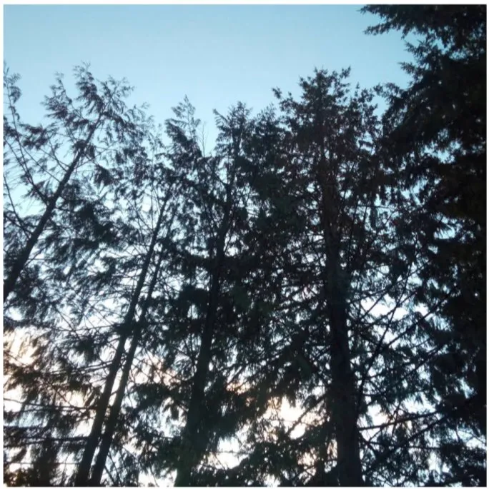 Local residential landscaping in Puyallup, WA - Advanced Tree Service and Landscaping