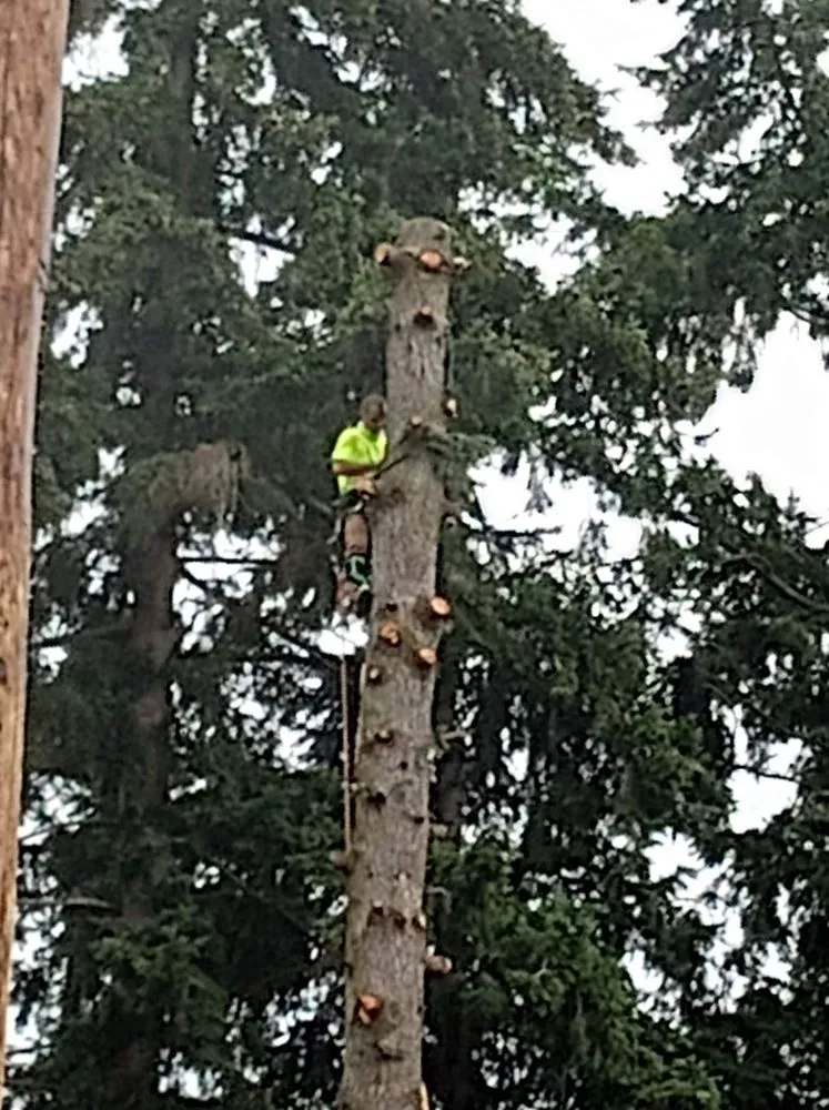 Reliable landscape installation in Puyallup, WA - Advanced Tree Service and Landscaping