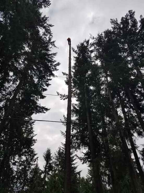 Custom lawn care service in Puyallup, WA - Advanced Tree Service and Landscaping