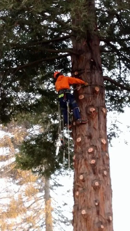 Custom lawn mowing service experts serving Puyallup, WA - Advanced Tree Service and Landscaping