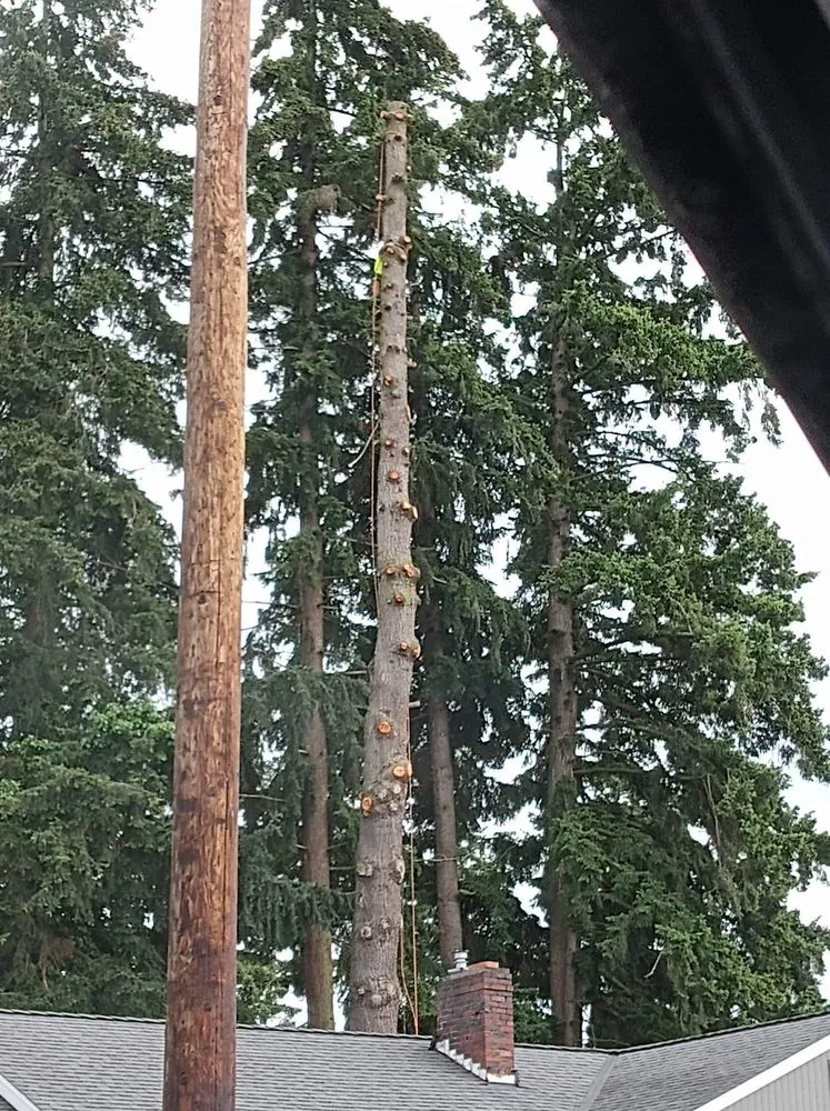 Top-rated landscaping services in Puyallup, WA - Advanced Tree Service and Landscaping