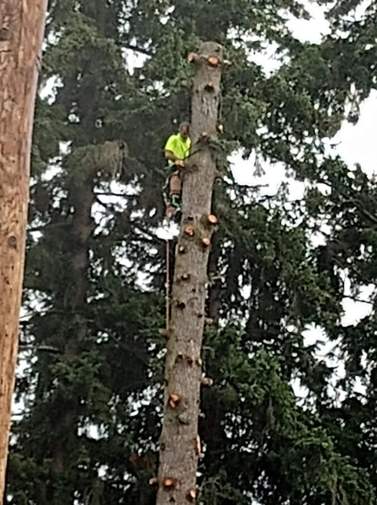 Professional residential landscaping with custom design in Puyallup, WA by Advanced Tree Service and Landscaping