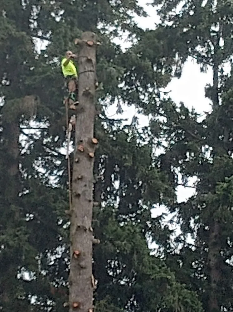 Top-rated yard cleanup service for homes across Puyallup, WA - Advanced Tree Service and Landscaping