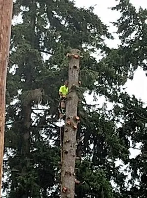 Advanced Tree Service and Landscaping Logo