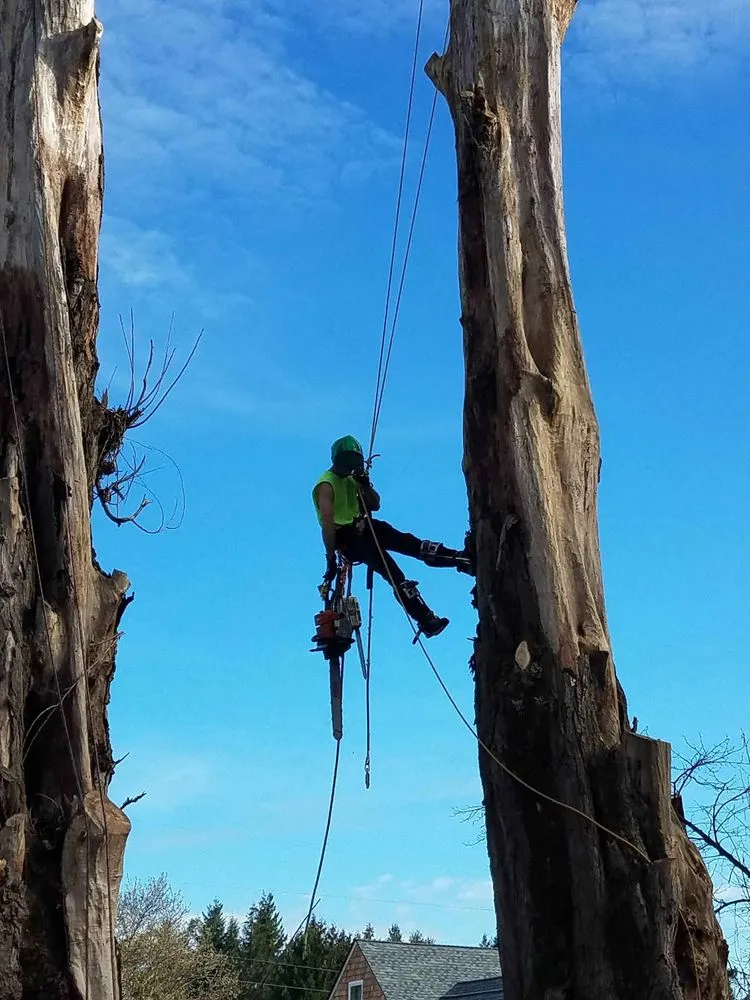 Expert landscape installation in Winlock, WA - Advanced Tree Service and Landscaping