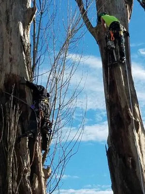 Advanced Tree Service and Landscaping