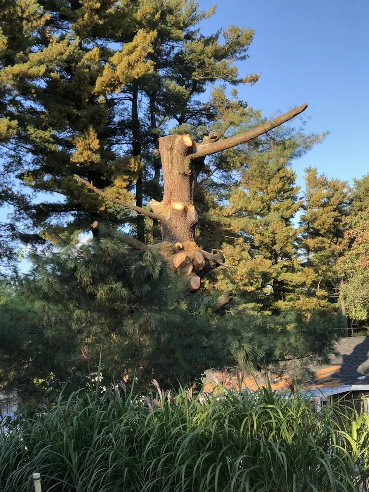 Custom yard cleanup service in Derry, NH by Advanced Tree Service