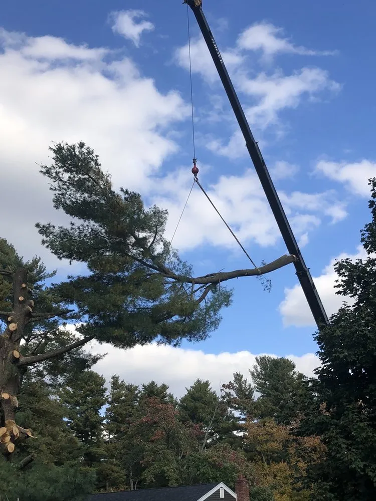 Custom yard cleanup service with custom design across Derry, NH - Advanced Tree Service