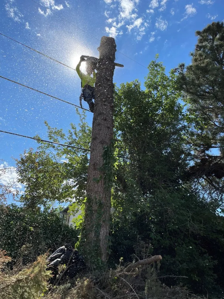 Reliable landscape installation in Farmington, UT - Advanced Tree Service