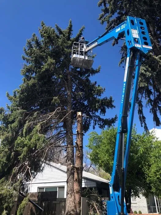 Professional lawn care service in Farmington, UT by Advanced Tree Service