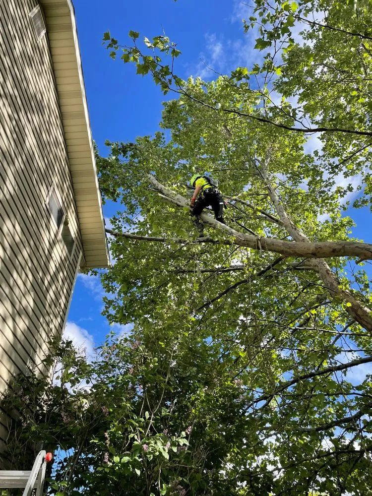 Local residential landscaping for beautiful yards across Farmington, UT - Advanced Tree Service