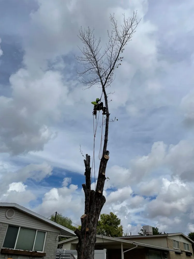 Trusted lawn care service experts serving Farmington, UT - Advanced Tree Service