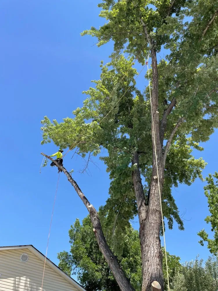 Trusted lawn care service in Farmington, UT - Advanced Tree Service