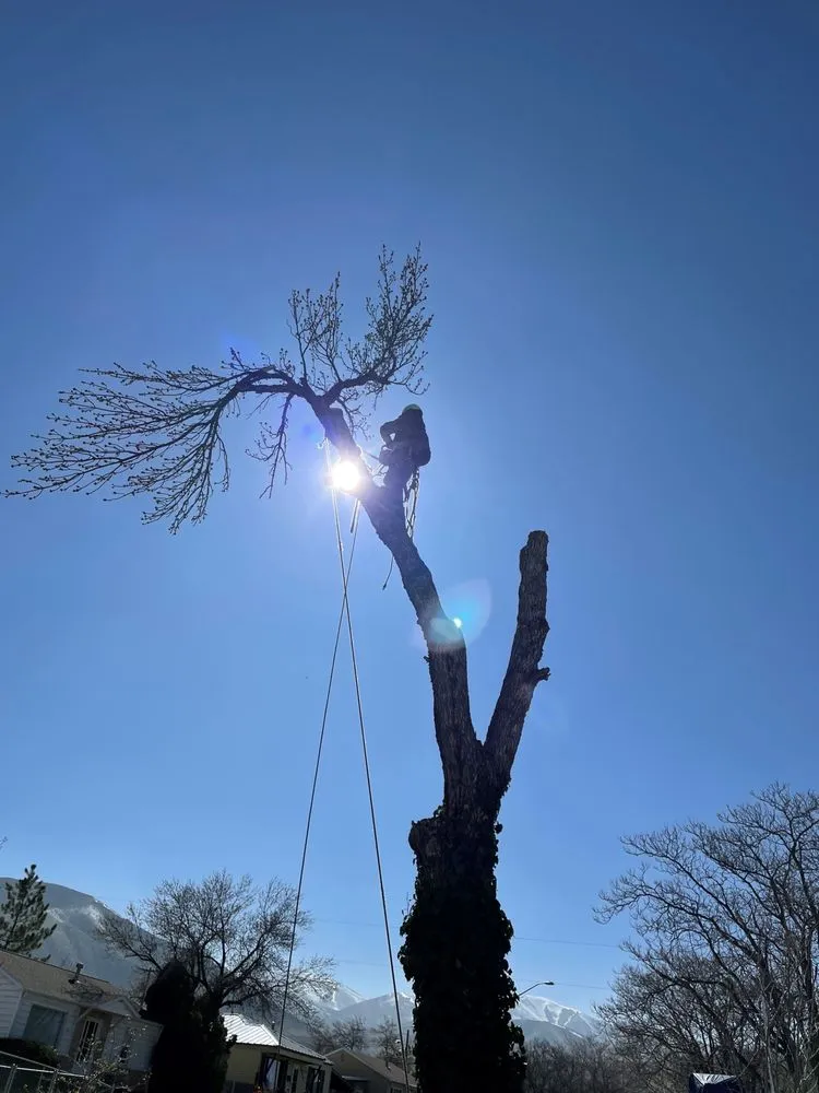 Custom landscaping services in Farmington, UT by Advanced Tree Service