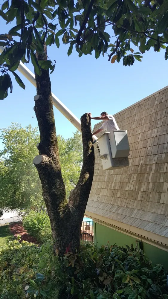 Expert landscaping services for homes in Hermitage, TN by Advanced Tree Service