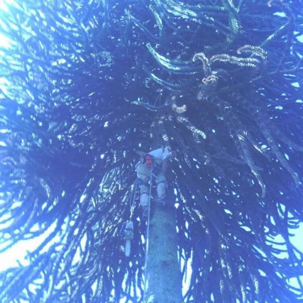 Professional lawn mowing service in Winlock, WA by Advanced Tree Service