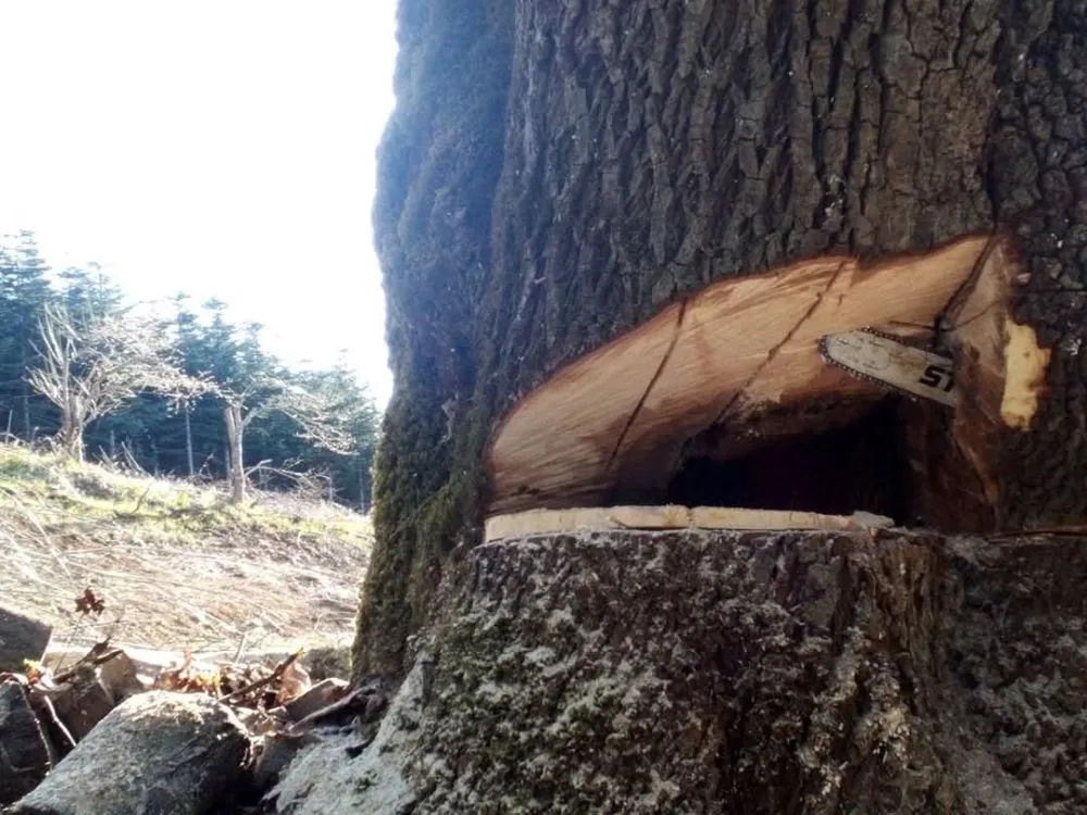 Trusted garden landscaping in Winlock, WA by Advanced Tree Service