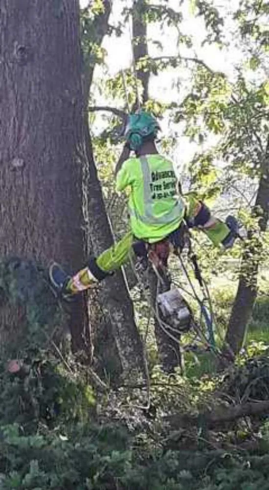 Professional landscape design in Winlock, WA - Advanced Tree Service