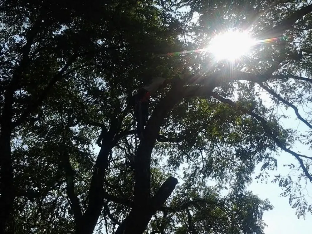 Trusted garden landscaping for homes in Winlock, WA by Advanced Tree Service